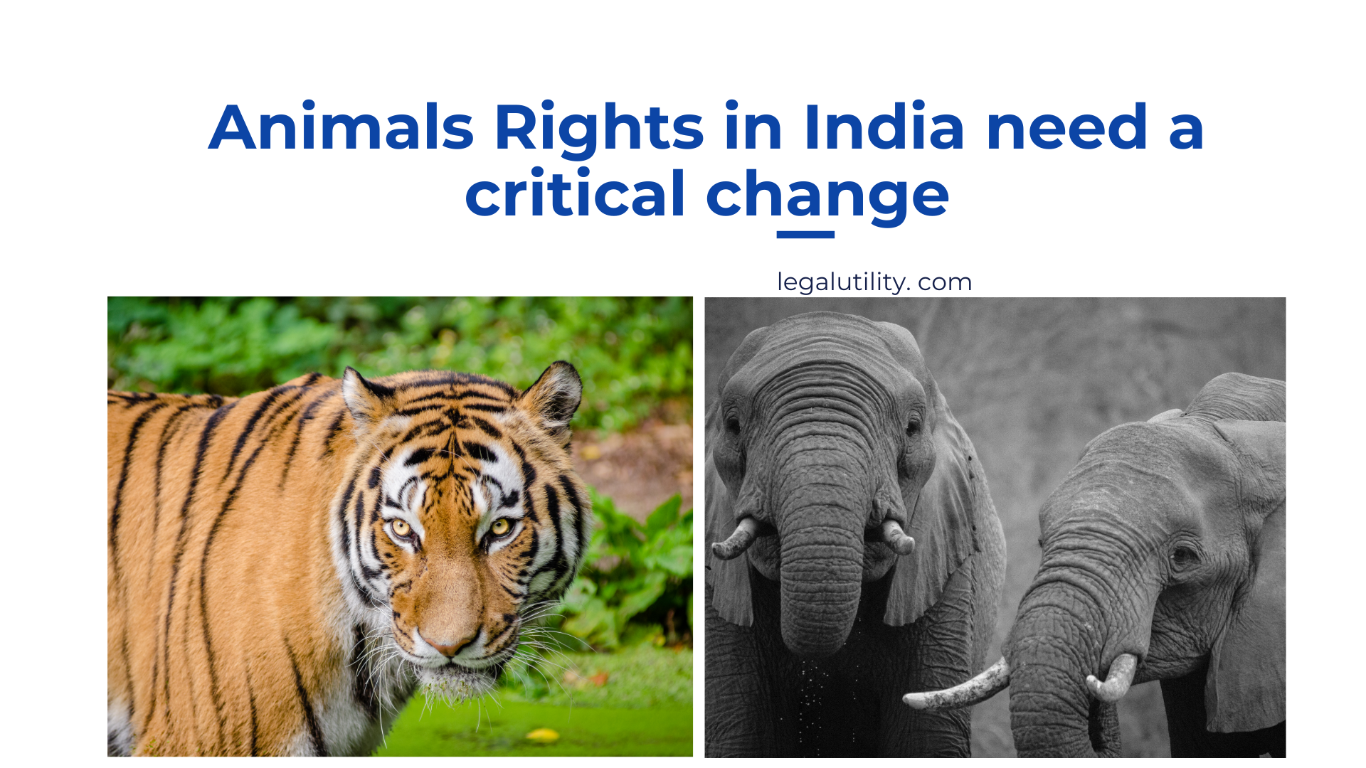 Animal Rights in India need Critical Change - LEGAL UTILITY